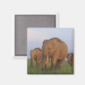 インディアン象の草原 マグネット (正面/裏面)