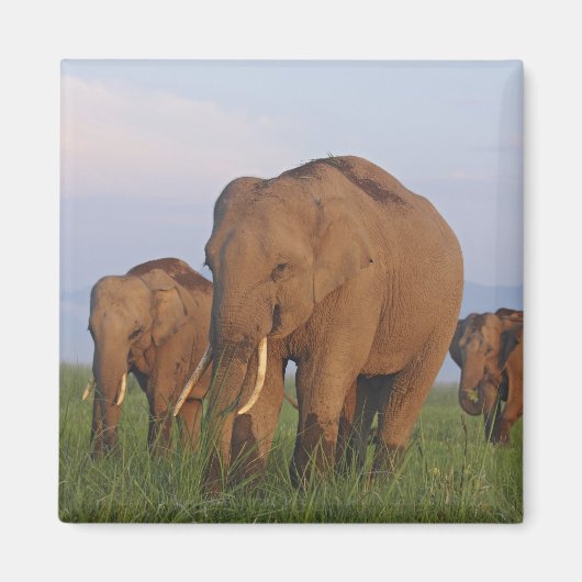 インディアン象の草原 マグネット (正面)