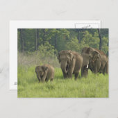 インディアン象ファミリー ポストカード (正面/裏面)