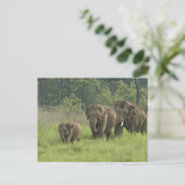 インディアン象ファミリー ポストカード (スタンド正面)