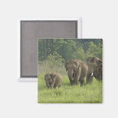 インディアン象ファミリー マグネット (正面/裏面)