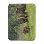 インディアン象ファミリー マグネット (縦)