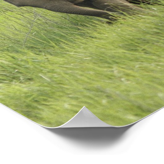 インディアン象来家の出 ポスター (角)