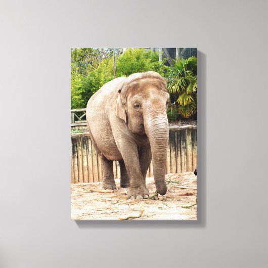 インディアン象 キャンバスプリント (正面)