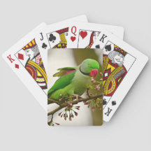 インディアン輪首鸚鵡