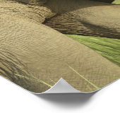 インディアン/アジア象が共有 ポスター (角)