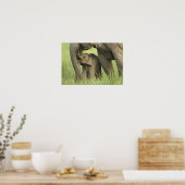 インディアン/アジア象と若い象，コルベット2 ポスター (キッチン)