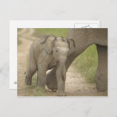 インディアン/アジア象と若い象,コルベット2 ポストカード (正面/裏面)