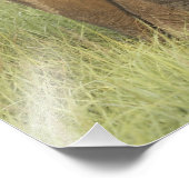 インディアン/アジア象と若い象，コルベット フォトプリント            (角)