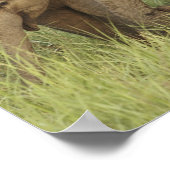 インディアン/アジア象と若い象，コルベット ポスター (角)