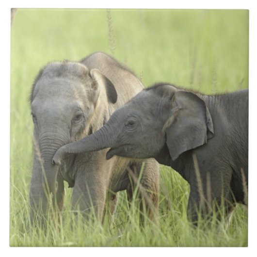 インディアン タイル (正面)