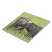 インディアン タイル (側面)