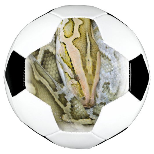 インディアンpythonのクローズアップ サッカーボール (回転)