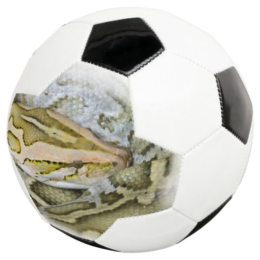 インディアンpythonのクローズアップ サッカーボール (3/4)