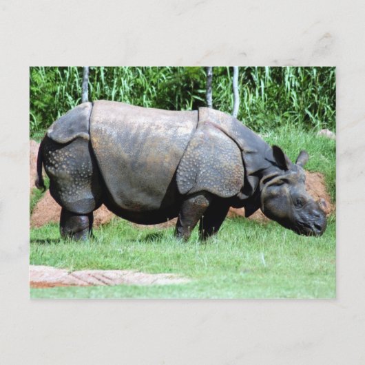 インディアンRhino4x6 ポストカード (正面)
