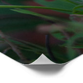 インディカの胸膜 ポスター (角)