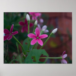 インディカの胸膜 ポスター