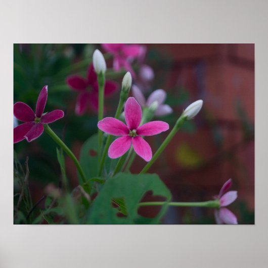 インディカの胸膜 ポスター (正面)