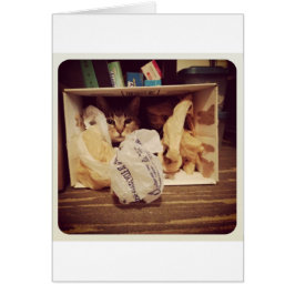 インディゴの秘密の隠れ家