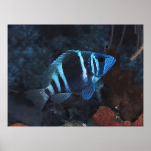 インディゴハムレット ポスター (正面)