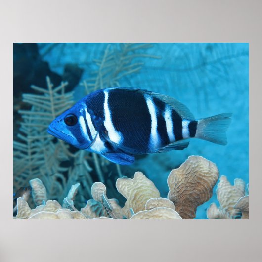 インディゴハムレット ポスター (正面)