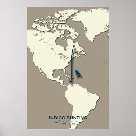 インディゴバンティング渡り鳥地図 – シンプル ヴィンテージ ポスター (正面)