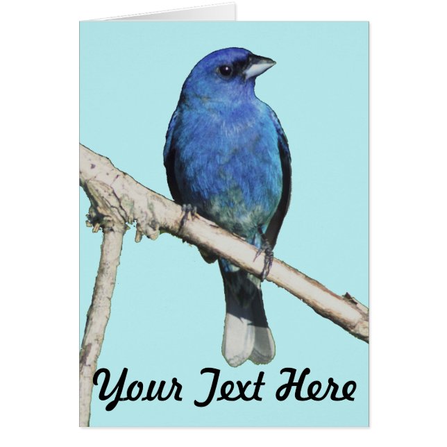 インディゴバンティング (正面)