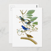 インディゴバンティング ジョン・ジェームズ・オードュボン アメリカの鳥 ポストカード (正面/裏面)