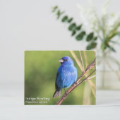 インディゴバンティング ポストカード (スタンド正面)