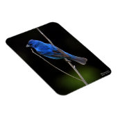 インディゴバンティング マグネット (右側)