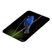 インディゴバンティング マグネット (左側)