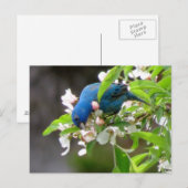 インディゴ食べ物を与えバンティング – Bird ポストカード (正面/裏面)