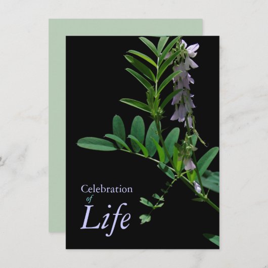 インディゴ1お祝い·オブ·ライフ葬儀発表 招待状 (正面/裏面)