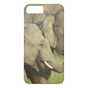 インドのアジアゾウ iPhone 8 PLUS/7 PLUSケース