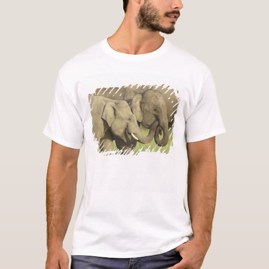 インドのアジアゾウ Tシャツ (正面)