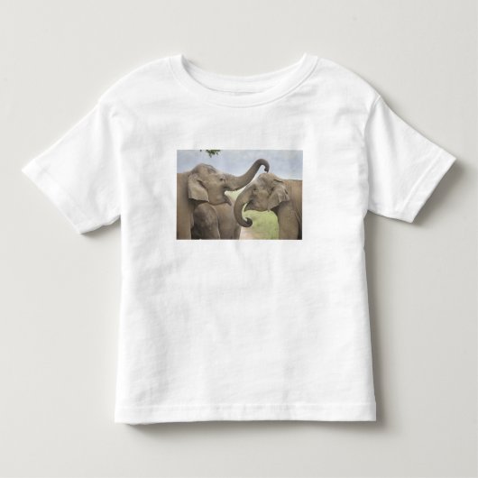 インドのアジア象の戦いごっこ トドラーTシャツ (正面)