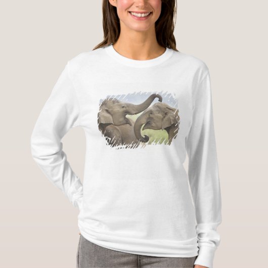 インドのアジア象の戦い遊び Tシャツ (正面)