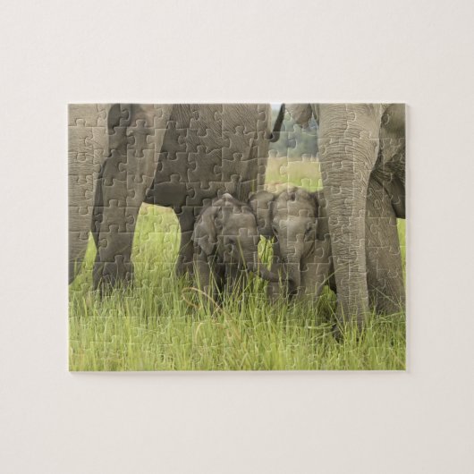 インドのウタランチャル州コルベット国立公園。 ジグソーパズル (横)