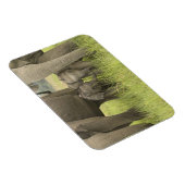 インドのウタランチャル州コルベット国立公園。 マグネット (右側)