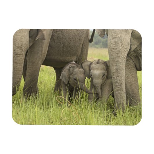 インドのウタランチャル州コルベット国立公園。 マグネット (横)