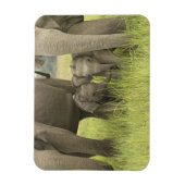 インドのウタランチャル州コルベット国立公園。 マグネット (縦)