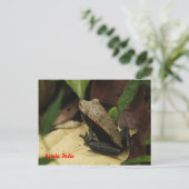インドのケララでカエル ポストカード (スタンド正面)