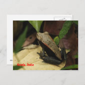 インドのケララでカエル ポストカード (正面/裏面)