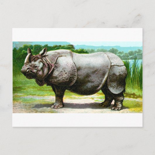 インドのコブタ Rhino ポストカード (正面)