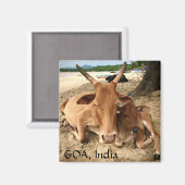 インドのビーチの牛マグネット マグネット (正面/裏面)