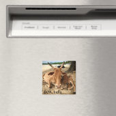 インドのビーチの牛マグネット マグネット (インサイチュ (食洗機))