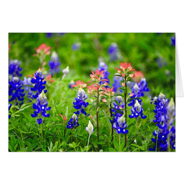 インドのペイントブラシおよびBluebonnets (正面横)