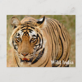 インドのランタンボア国立公園のベンガルタイガー ポストカード