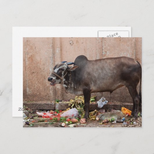 インドの聖食べ物を与え牛のゴミ葉書 ポストカード (正面/裏面)