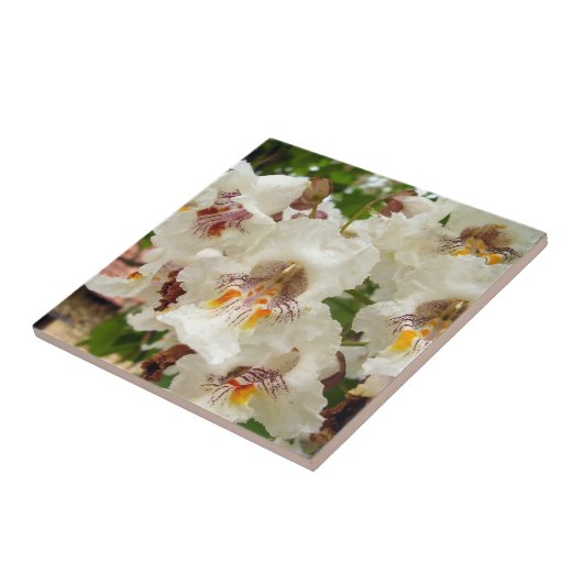 インドの豆木によっては陶磁器の写真のタイルが開花します タイル (側面)